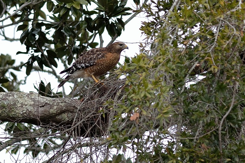 Roodschouderbuizerd